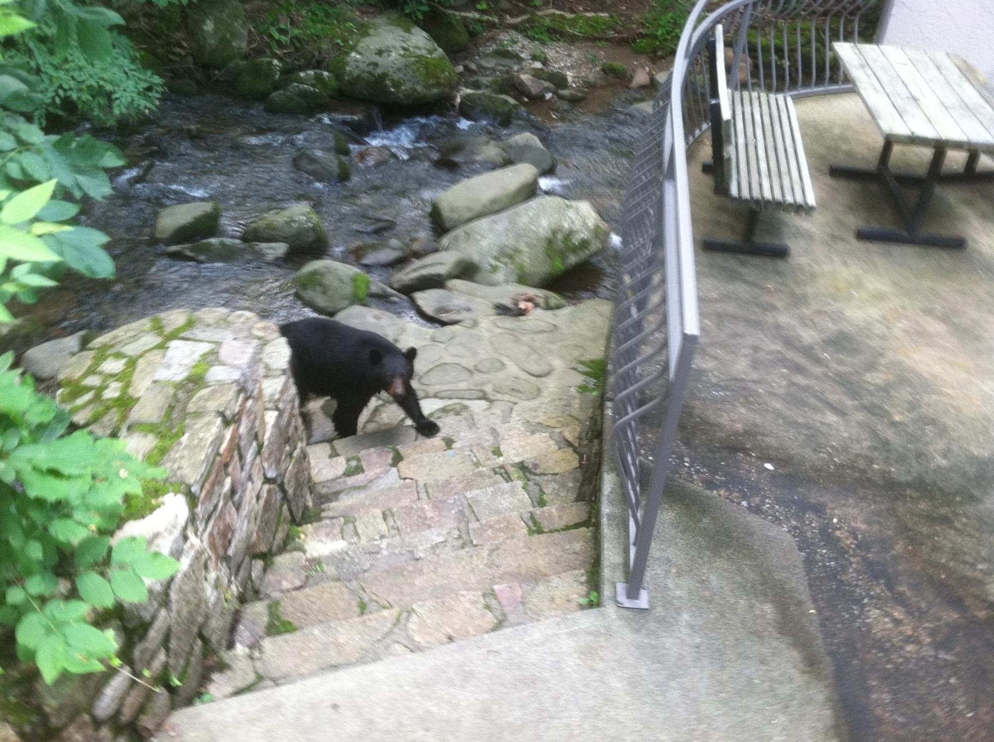 Sidney James Mountain Lodge Gatlinburg Eksteriør billede